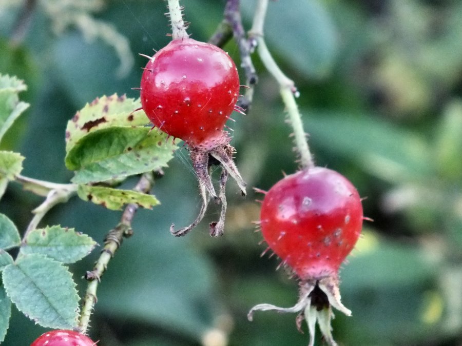 Rosehip berries