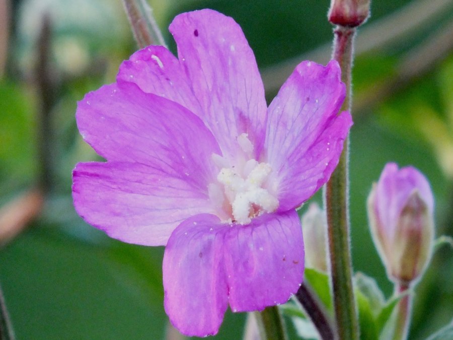 Great Willowherb