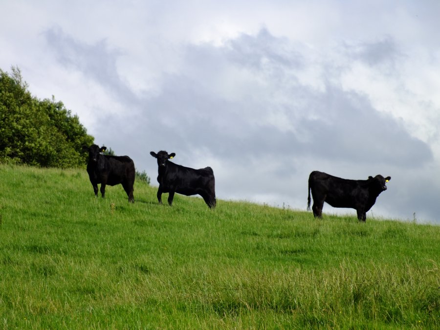 Black cows