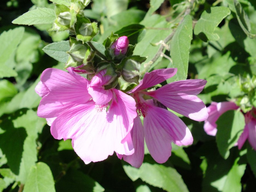 Hedgerow Cranesbill