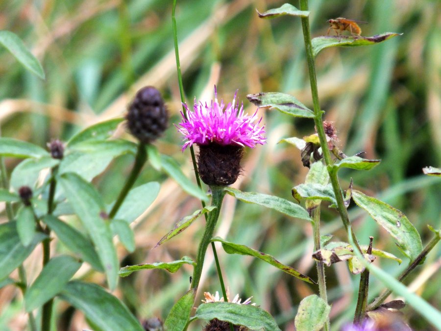 Wild thistle