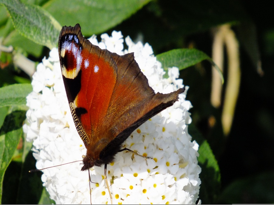 Peacock butterfly