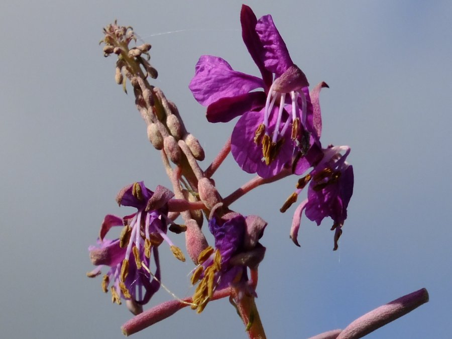 Rosebay Willowherb