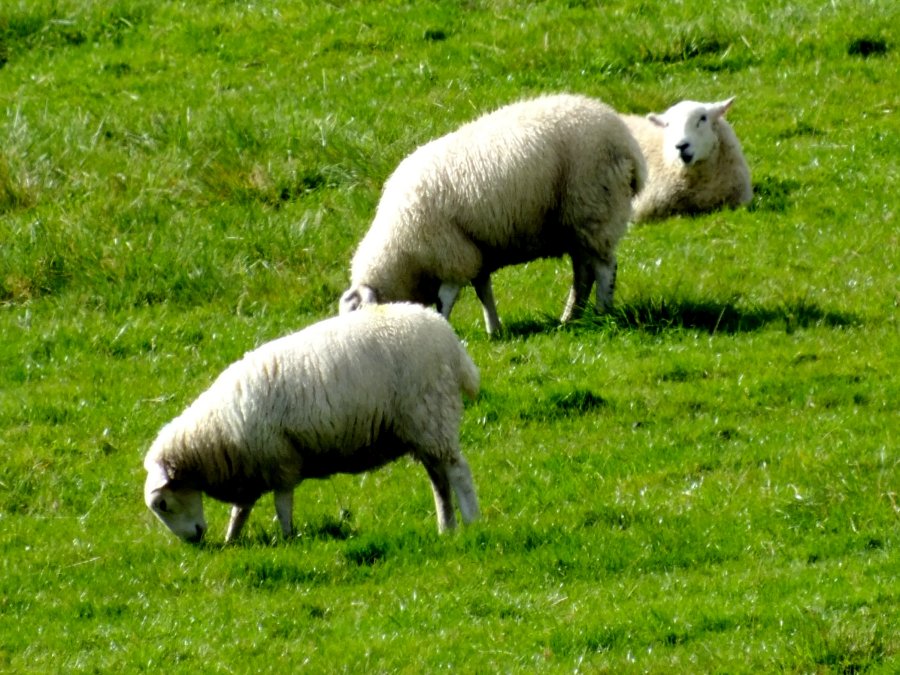 Sheep, Nesfield, North Yorkshire 2012