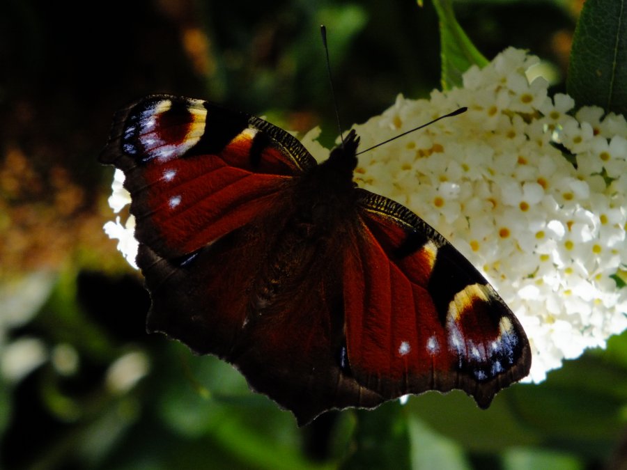 Peacock butterfly