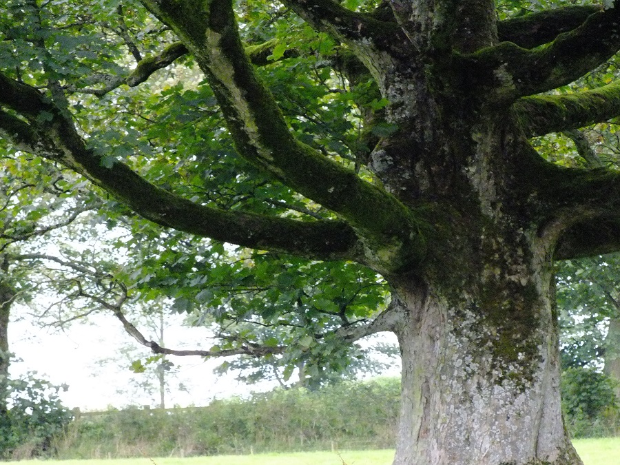 A very old tree