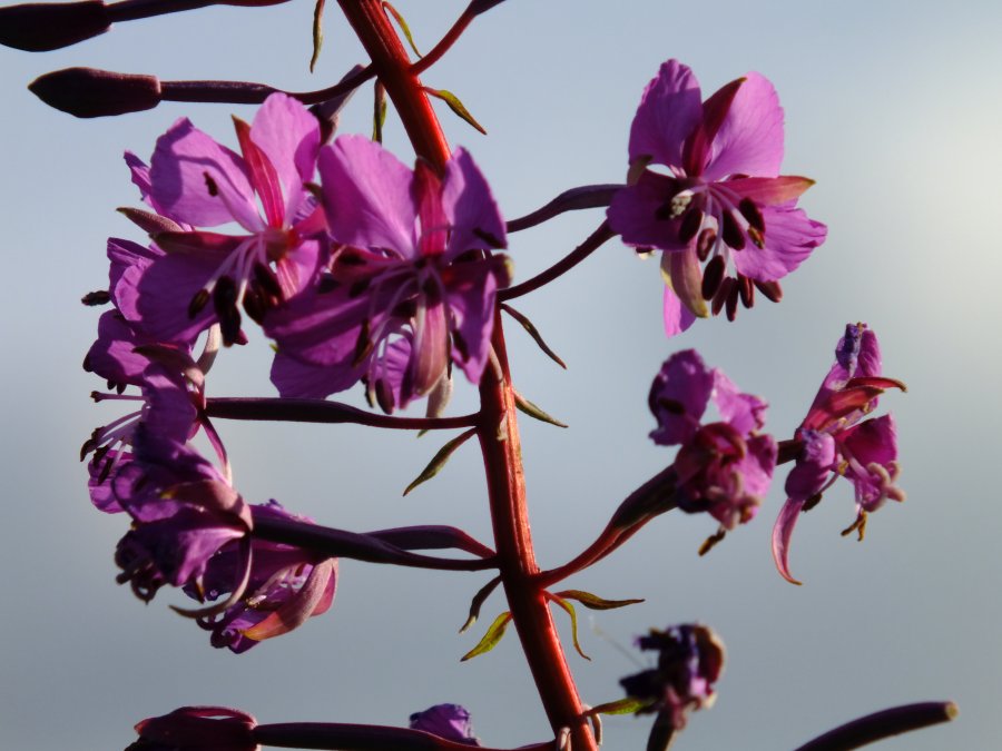 Rosebay Willowherb